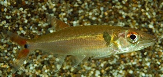 Rotschwanz-Barracuda (Acestrorhynchus falcatus)