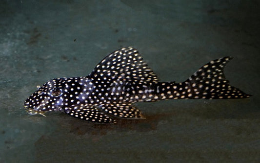 L048 Golden Cloud Pleco – Scobiancistrus cf. pariolispos | Seltener Wildfang mit goldenen Punkten