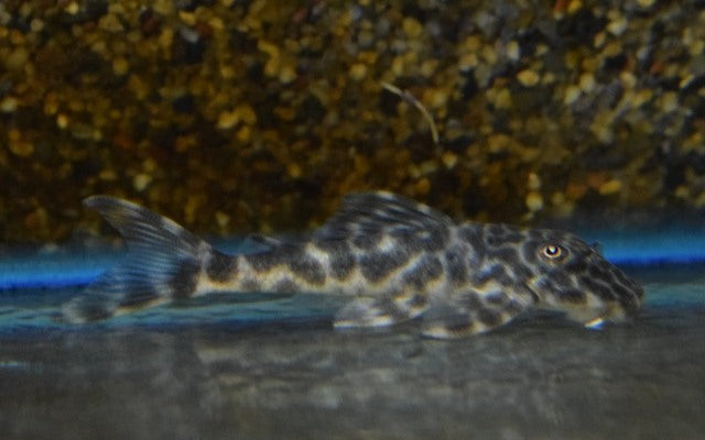 L127 Peckoltia lujani – Peckoltia lujani | Seltener Wildfang & friedlicher L-Wels aus Venezuela