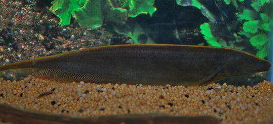 Brauner Messerfisch – Apteronotus leptorhynchus | Wildfang | Friedlicher, elektrischer Fisch aus Südamerika