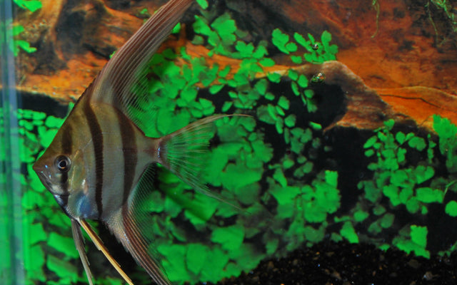 Altum Skalar – Pterophyllum altum | Eleganter Hochrücken-Skalar aus Südamerika