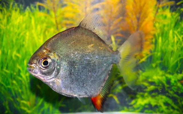 Haken-Scheibensalmler Wildfang (Myloplus rubripinnis) – Sparset 10 Stück