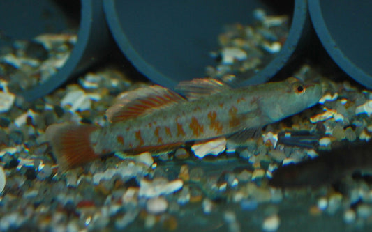 Flammengrundel – Rhinogobius zhoui | Seltener Wildfang mit intensiver Rotfärbung & lebhaftem Verhalten