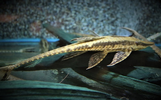 Störwels Colombia – Sturisoma robustum | Friedlicher Wildfang & eleganter Algenfresser