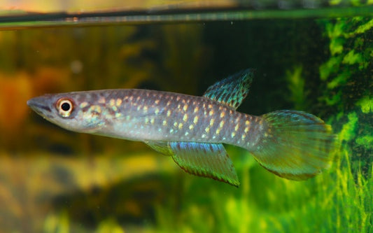 Hechtling fasciolatus – Epiplatys fasciolatus | Markante Hochland-Art mit dunkler Querbänderung