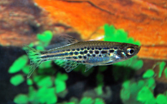 Zwergleopardbärbling – Danio tinwini M 2–2,5 cm | Seltener Mini-Bärbling mit Punktmuster