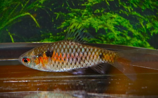 Tiantian-Barbe Wildfang – Pethia tiantian M 3–3,5 cm | Seltene Barbenrarität aus Myanmar