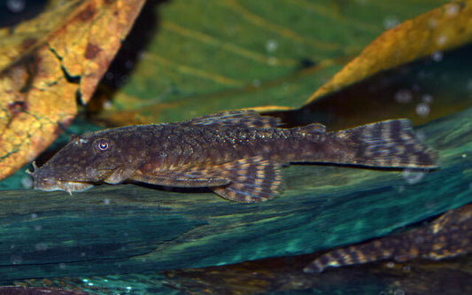 Ancistrus Paraguay – Ancistrus sp. | Seltener Wildfang & friedlicher Algenfresser