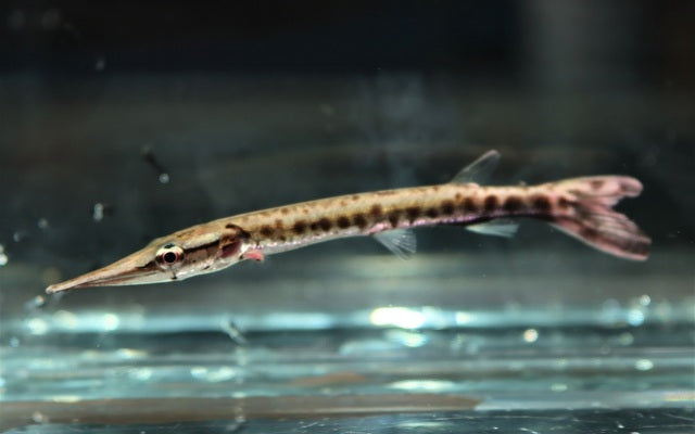 Boulengerella cuvieri / Cuvieri Hechtsalmler