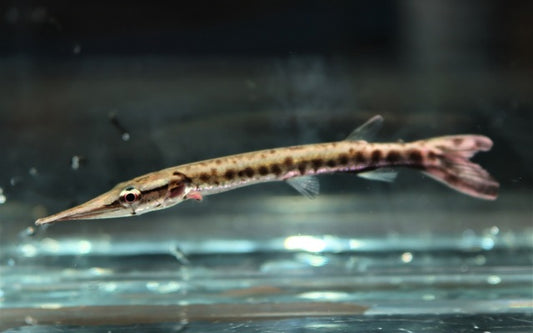 Boulengerella cuvieri / Cuvieri Hechtsalmler