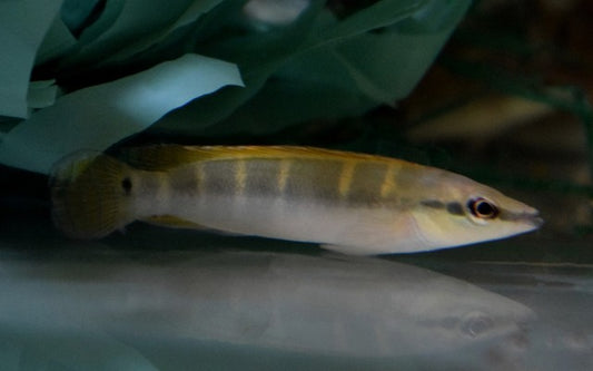 Zwerg-Hechtbuntbarsch (Crenicichla compressiceps)