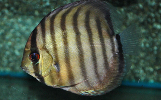 Diskus Peru Rio Nanay (Symphysodon aequifasciatus Peru Rio Nanay)