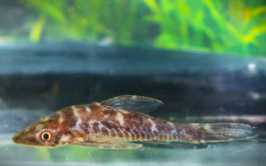 Vampir-Otocinclus (Nannoptopoma sternoptychum)