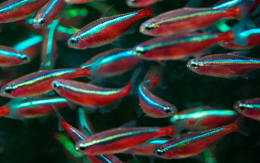Roter Neon Paracheirodon axelrodi – farbenprächtiger Schwarmfisch 2,5–3 cm