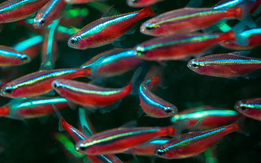 Roter Neon (Paracheirodon axelrodi) – Sparset 10 Stück