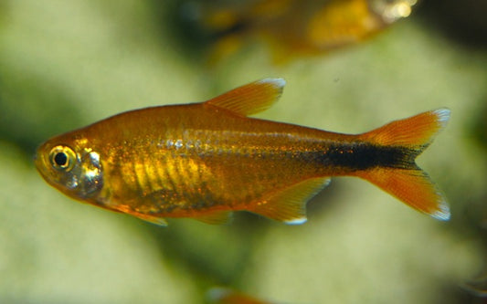 Kupfersalmler – Hasemania nana M 2–2,5 cm | Farbenprächtiger Schwarmfisch