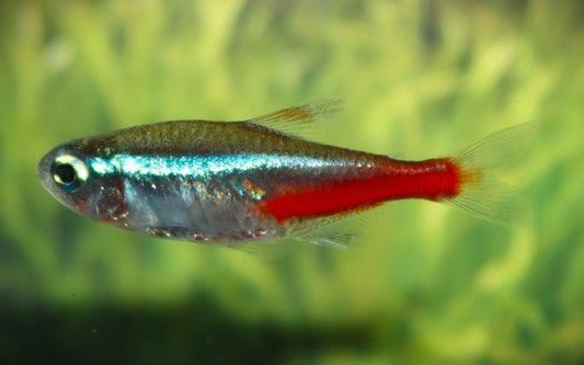 Neonsalmler (Paracheirodon innesi) M/L 2,5–3 cm – Friedlicher Schwarmfisch