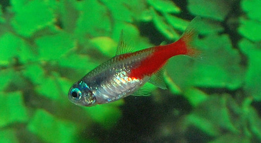 Diamant Neonsalmler (Paracheirodon innesi) M 2–2,5 cm – Seltene Zuchtform
