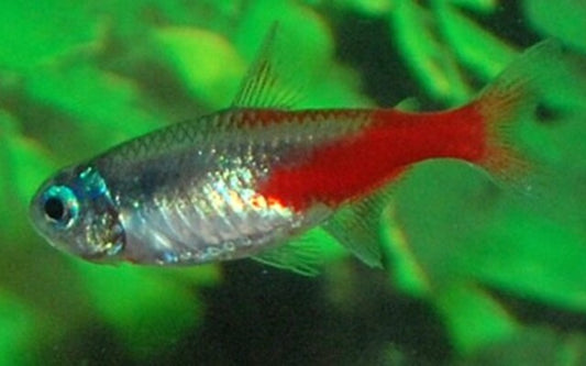 Diamant-Neonsalmler (Paracheirodon innesi) – Sparset 10 Stück