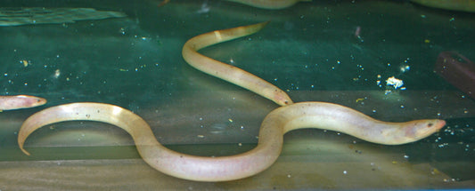 Reisaal Albino (Monopterus albinus)