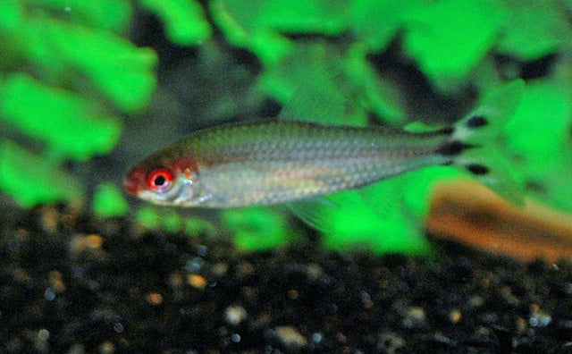 Rotkopfsalmler – Hemigrammus bleheri L 3–3,5 cm | Schwarmfisch