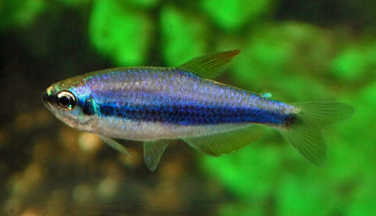 Königssalmler – Inpaichthys kerri M 2–2,5 cm | Friedlicher Schwarmfisch