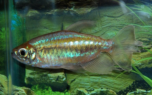 Kongosalmler – Phenacogrammus interruptus M 3–4 cm | Farbenprächtiger Afrikafisch
