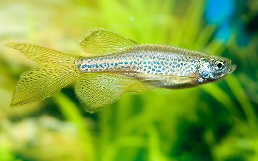 Leopardbärbling Schleier – Danio rerio frankei Longfin M 2–2,5 cm | Eleganter Schwarmfisch mit langen Flossen