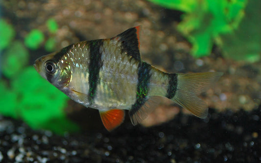Sumatrabarbe – Puntigrus tetrazona M 3–4 cm | Lebhafter Schwarmfisch mit markanten Streifen