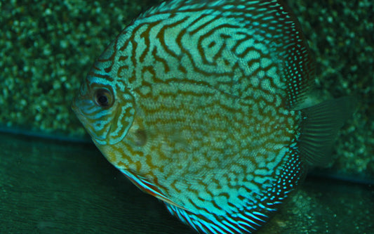 Diskus Brilliant Türkis – Symphysodon aequifasciatus ‘Brilliant Turquoise’ | Intensiv blaue Zuchtform