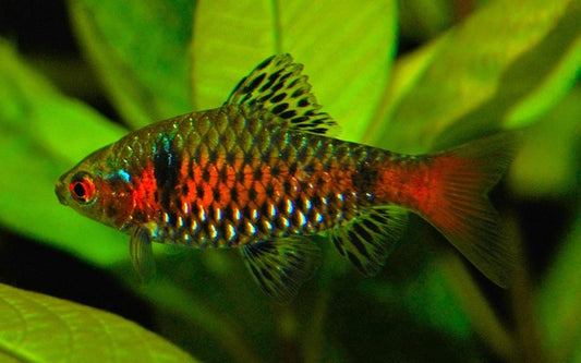 Odessabarbe – Pethia padamya M 3–3,5 cm | Farbenprächtiger Schwarmfisch aus Myanmar
