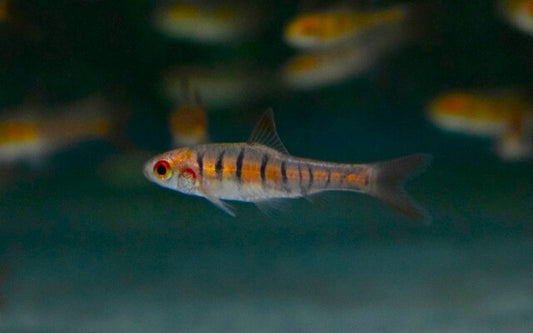 Angola-Barbe – Enteromius fasciolatus M 2,5–3 cm | Friedlicher afrikanischer Zwergbärbling