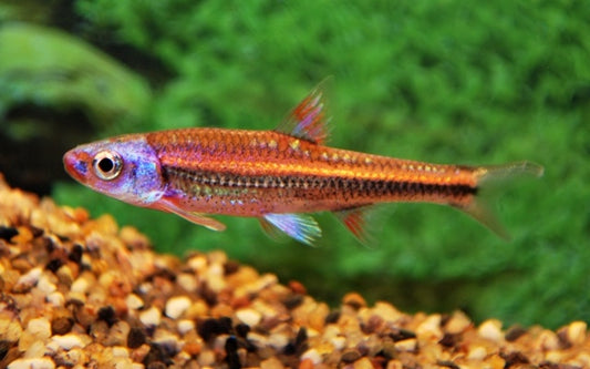 Regenbogenelritze – Notropis chrosomus Type 2 M 4–5 cm | Farbenfroher nordamerikanischer Kaltwasserfisch