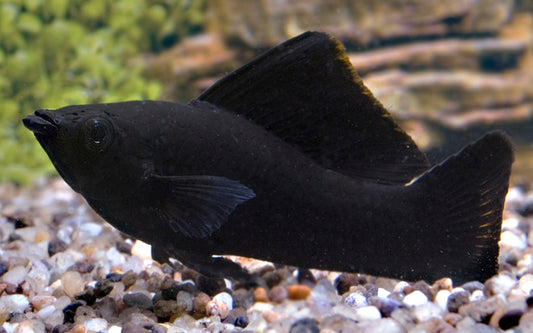 Black Molly – Poecilia sphenops M 4–5 cm | Edle schwarze Zuchtform mit samtigem Glanz