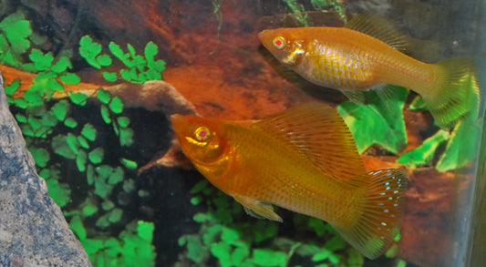 Segelkärpfling Gold – Poecilia latipinna | Leuchtend goldene Hochflossen-Zuchtform mit edlem Glanz