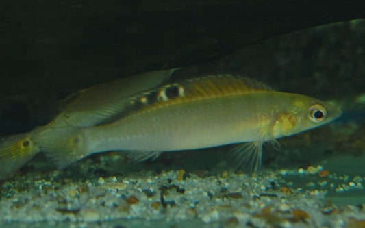 Regans Hechtbuntbarsch (Crenicichla regani)