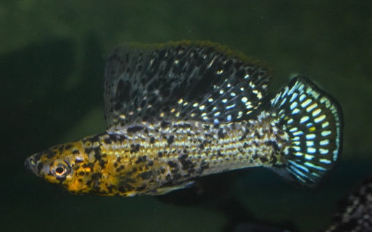 Segelkärpfling Schwarz Marmor – Poecilia latipinna | Hochflossen-Zuchtform mit marmorierter Zeichnung