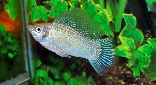 Segelkärpfling Silber – Poecilia latipinna | Edle silberne Hochflossen-Zuchtform mit Glanzeffekt