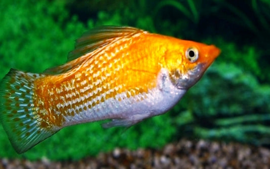 Segelkärpfling Sunburst – Poecilia latipinna | Leuchtend orange-gelbe Hochflossen-Zuchtform