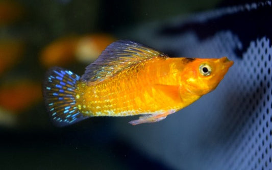 Segelkärpfling Neon Orange – Poecilia latipinna | Leuchtend orange Hochflossen-Zuchtform mit Neon-Effekt