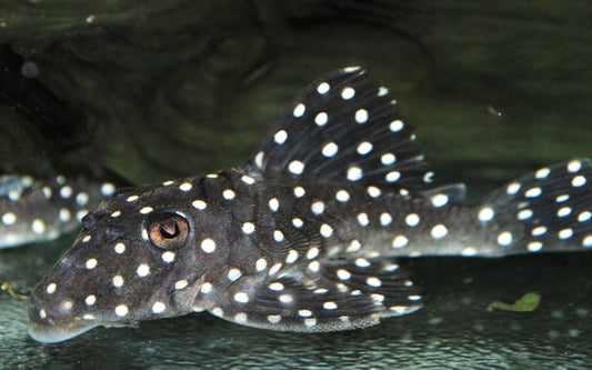 L142 Baryancistrus – Baryancistrus sp. | Seltener Wildfang & kontrastreicher Gold Nugget Typ