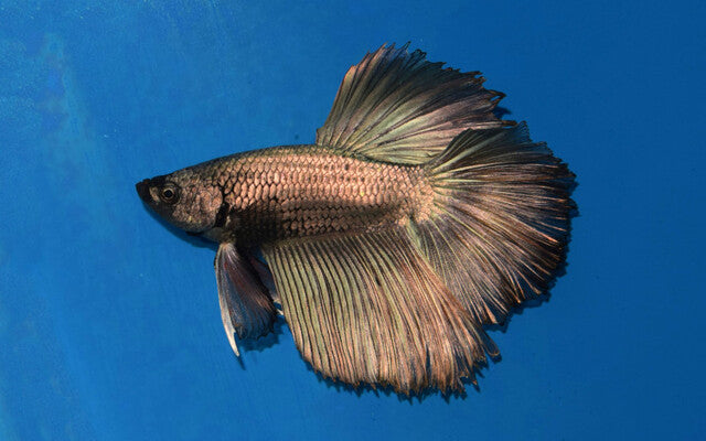 Kampffisch Halfmoon Kupfer – Betta sp. | Edle Metallic-Zuchtform mit intensiver Kupferfärbung und halbmondförmiger Flosse