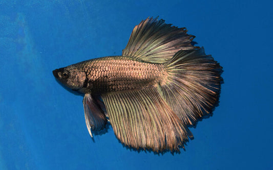Kampffisch Halfmoon Kupfer – Betta sp. | Edle Metallic-Zuchtform mit intensiver Kupferfärbung und halbmondförmiger Flosse