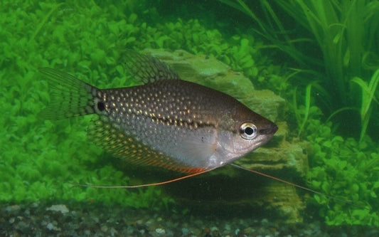Mosaikfadenfisch – Trichopodus leeri | Friedlicher Labyrinthfisch mit einzigartiger Punktzeichnung und elegantem Schwimmstil