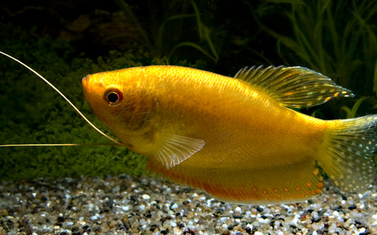 Goldgurami – Trichopodus trichopterus Gold | Friedlicher, goldgelber Labyrinthfisch mit elegantem Schwimmverhalten