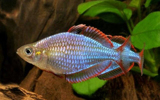 Diamant-Regenbogenfisch – Melanotaenia praecox | Friedlicher Schwarmfisch mit blau-silbernem Glanz & leuchtend roten Flossen