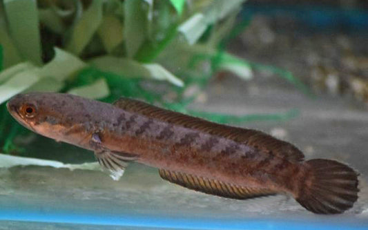 Aristonei-Schlangenkopffisch (Channa aristonei)