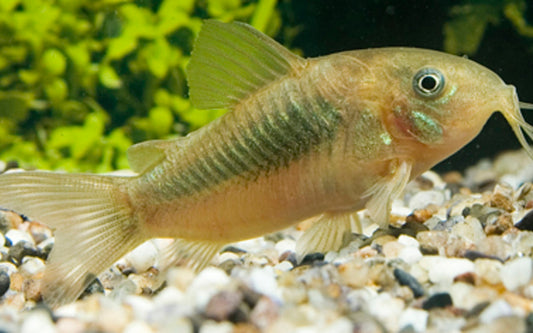 Metallpanzerwels – Corydoras aeneus | Robuster Klassiker mit bronzefarbenem Glanz & friedlichem Gruppenverhalten