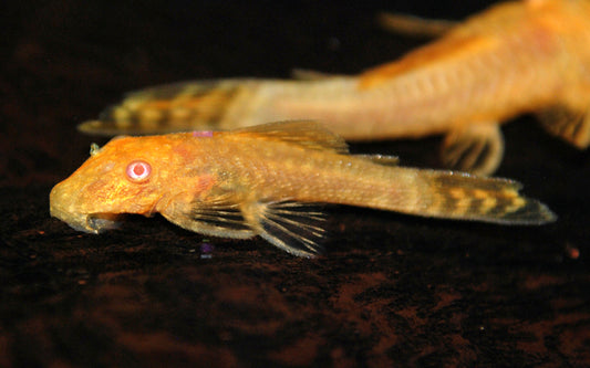 Ancistrus Gold Albino – Ancistrus cf. cirrhosus | Goldener Algenfresser & friedlicher Wels