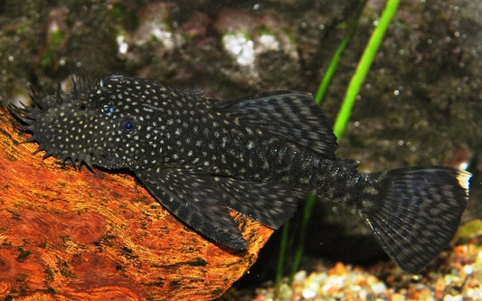 Gelbpunkt-Antennenwels – Ancistrus cf. cirrhosus | Friedlicher Algenfresser mit Punktmuster